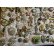 画像5: ビンテージアクセサリーブローチ　よりどりみどり　 (5)
