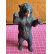 画像13: 小さいけど迫力満点の木彫りベア1900年ドイツ