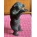 画像12: 小さいけど迫力満点の木彫りベア1900年ドイツ