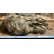 画像3: アンティークドールウィッグ　大きなサイズ1900年