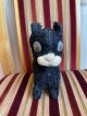 目が動いて可愛いペディグリーキャット