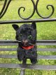 グリーンアイが可愛い黒猫ちゃん1950年イギリス