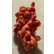 画像16: 正にミュージアムピース　天使のサンゴフルセット　ジョージアン1800年　イギリス