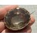 画像7: ジョージアン1780年の大きくて素晴らしいシトリンのブローチ