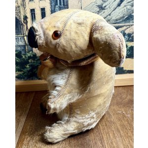 画像7: 本物のコアラを使って作った可愛いコアラ1950年オーストラリア