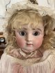 猫みたいな顔が可愛いスタイナーC1890年フランス