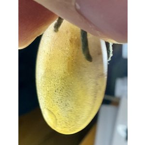 画像6: パート・ド・ヴェールのハチのペンダント　ワルター　1920年フランス