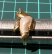 画像16: 空を飛ぶように泳ぐペンギンのリング