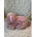 画像2: 希少なコンクパールの母貝で彫られたコンクシェルカメオブローチ
