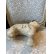 画像11: 希少なコンクパールの母貝で彫られたコンクシェルカメオブローチ