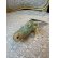画像26: 希少なコンクパールの母貝で彫られたコンクシェルカメオブローチ