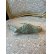 画像30: 希少なコンクパールの母貝で彫られたコンクシェルカメオブローチ
