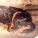 画像4: 眠るワンちゃんが愛らしい細密画のブローチ♪　犬 /9K・陶板/ ビクトリア期・イギリス/ゴードン・セッター