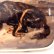 画像2: 眠るワンちゃんが愛らしい細密画のブローチ♪　犬 /9K・陶板/ ビクトリア期・イギリス/ゴードン・セッター