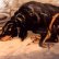 画像3: 眠るワンちゃんが愛らしい細密画のブローチ♪　犬 /9K・陶板/ ビクトリア期・イギリス/ゴードン・セッター